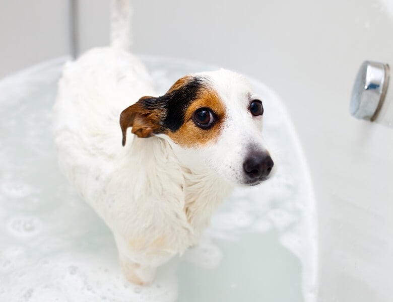 Dog Foot Bath