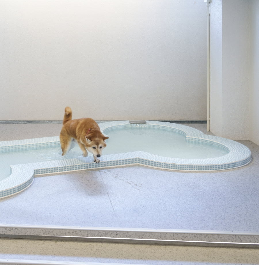 Dog Foot Bath