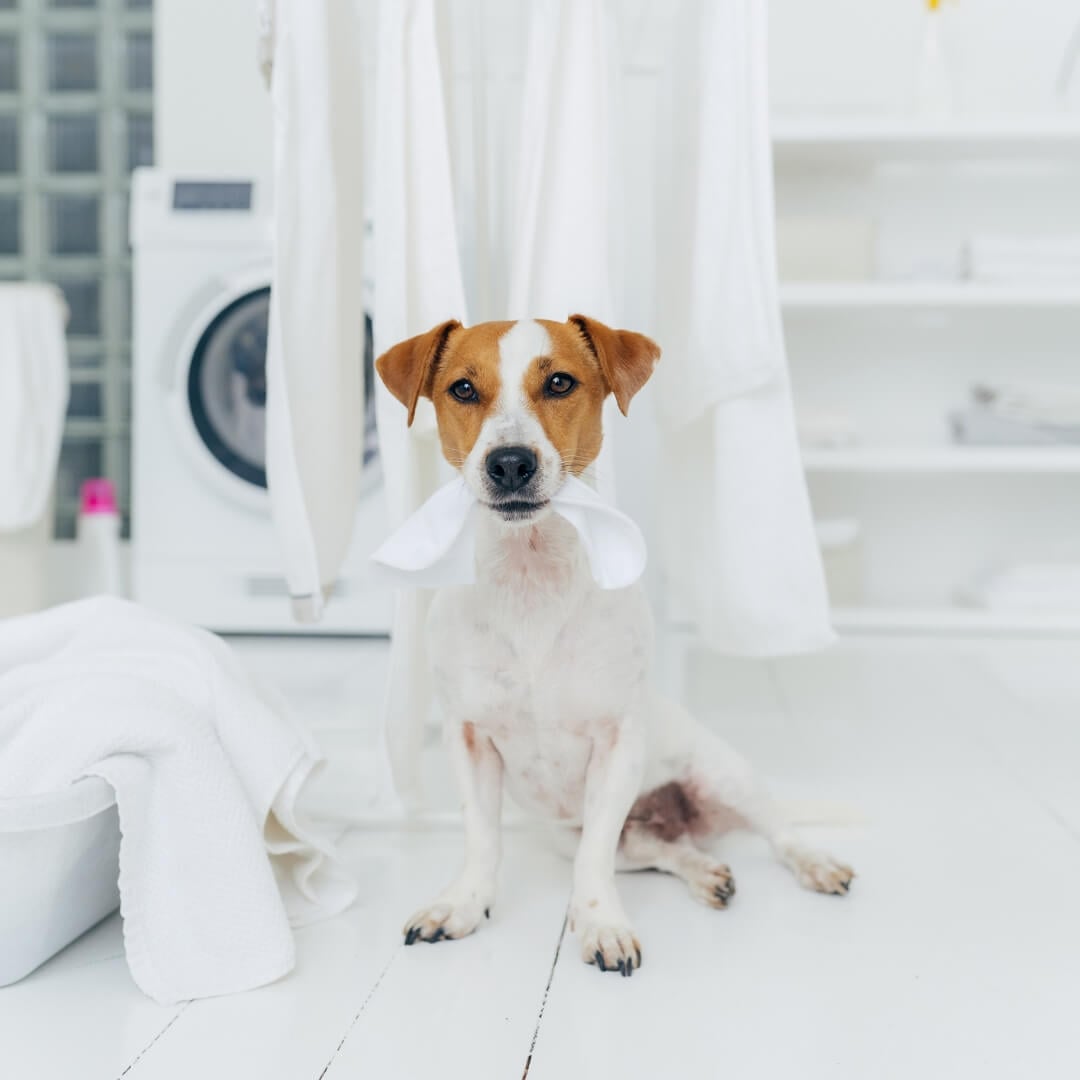 Dog laundryイメージ画像